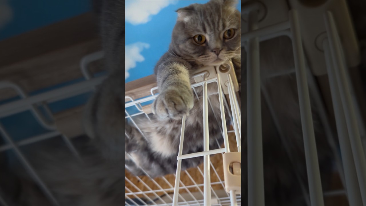 てっぺんが好きな、リム様。#スコティッシュフォールド #cat #猫 #猫のいる暮らし #動物 #癒し #リム #ラスボス感 #可愛い猫