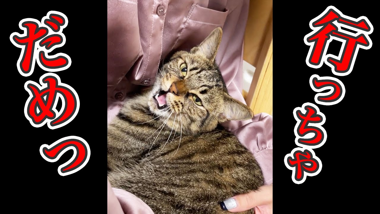「行っちゃダメ！」としゃべって嫁を引き止める猫