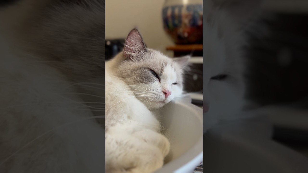 7つ子子猫が睡眠中、母猫は... #shorts #ラグドール #猫