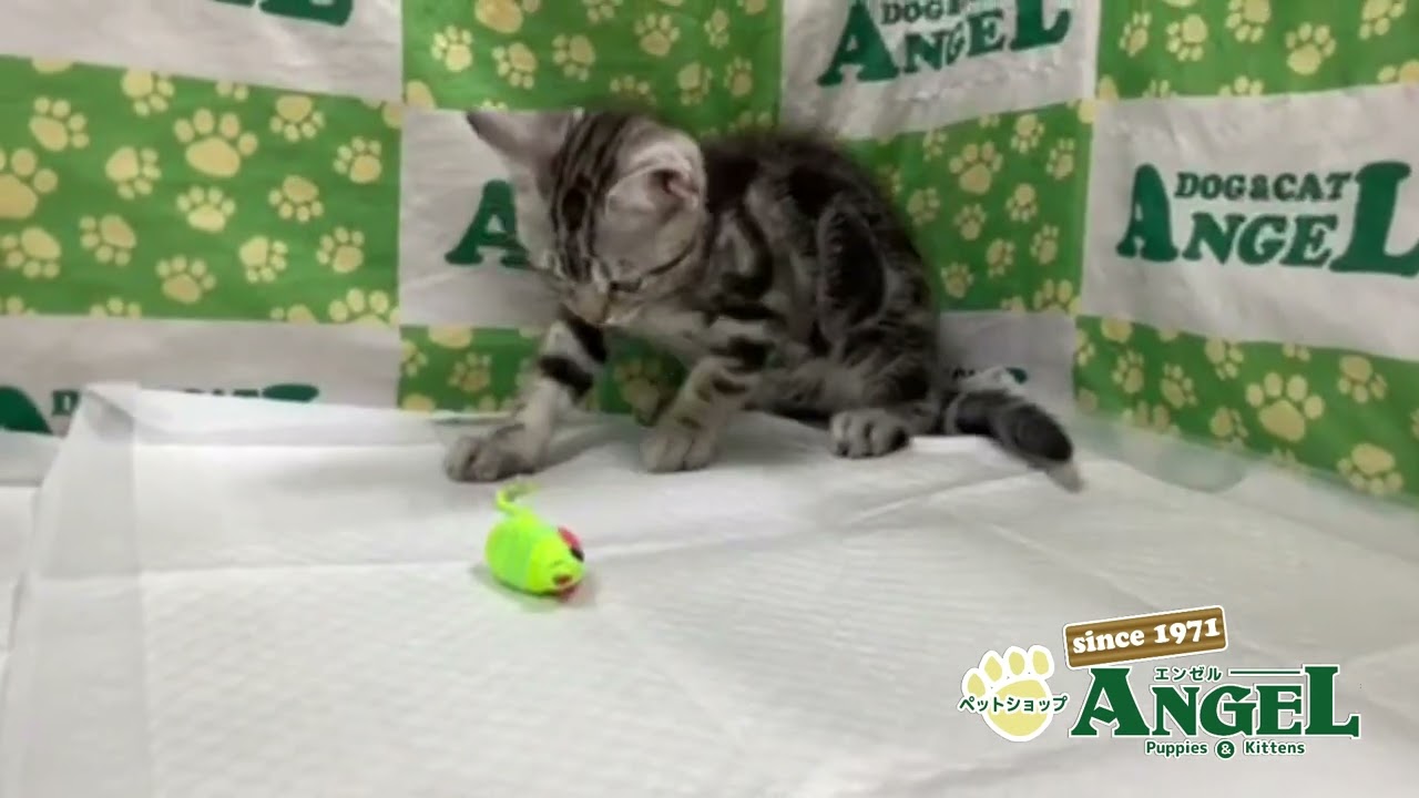 アメリカンショートヘアー 2410098 【ペットショップエンゼル　子犬・子猫販売】