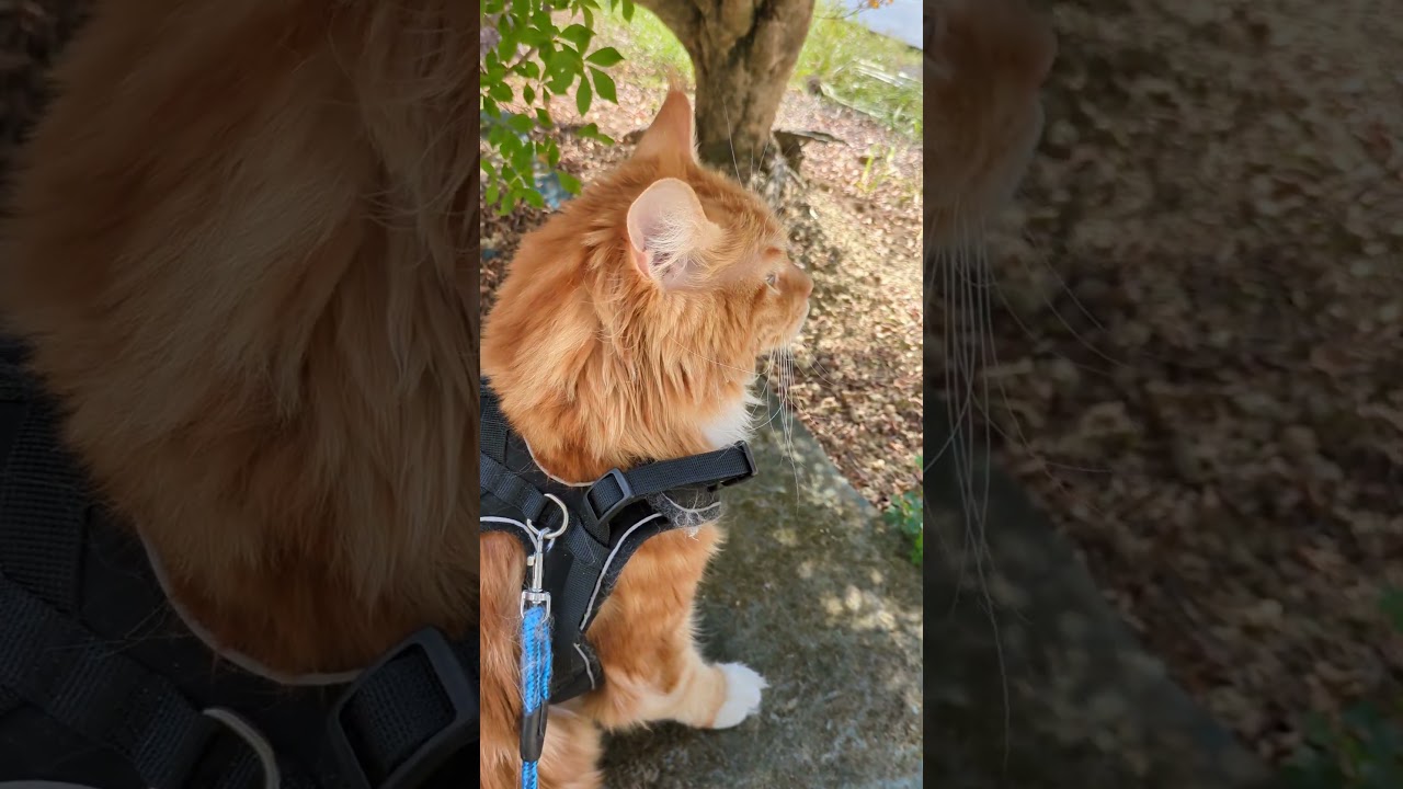 お店まで、散歩のレオ君！　#cat #猫 #メインクーン