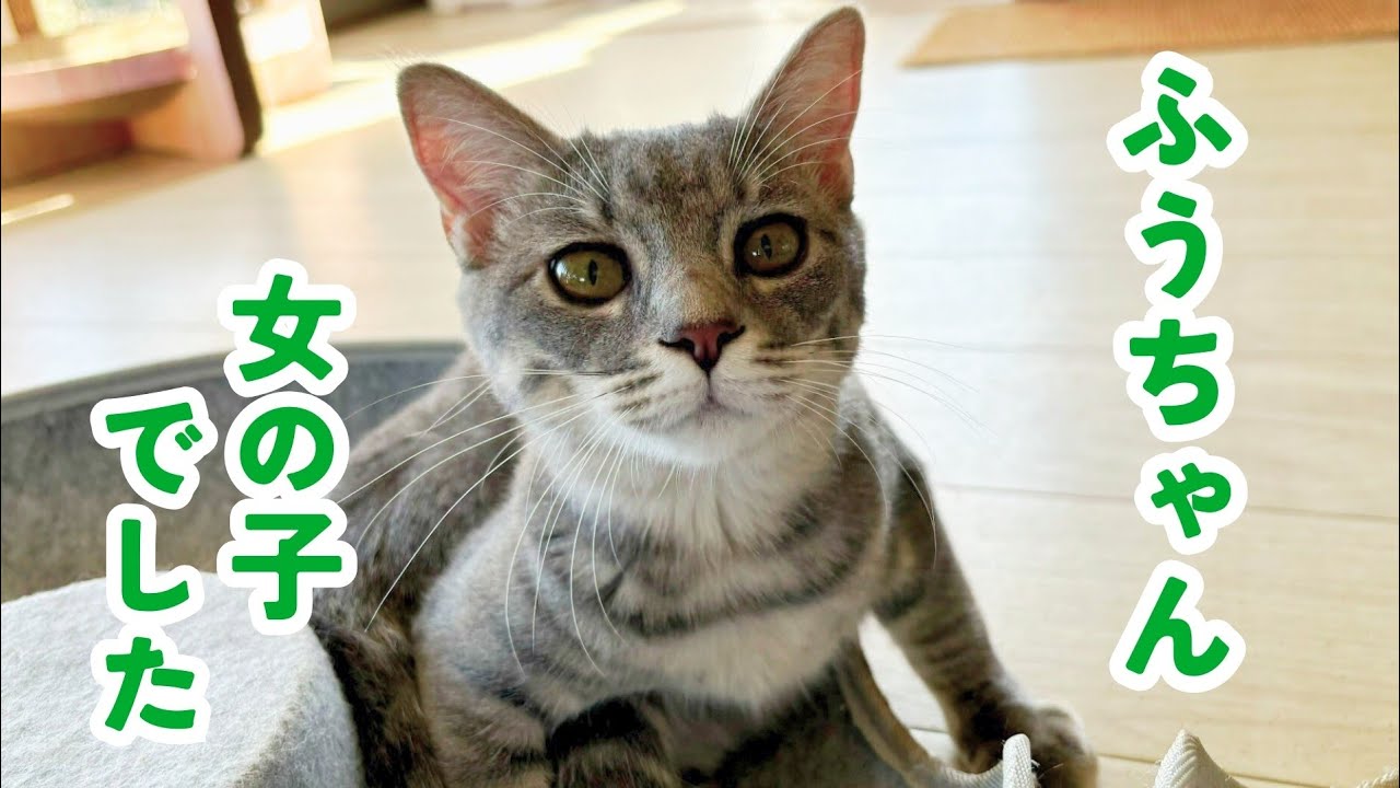 ♠があったのに女の子だったふうちゃん