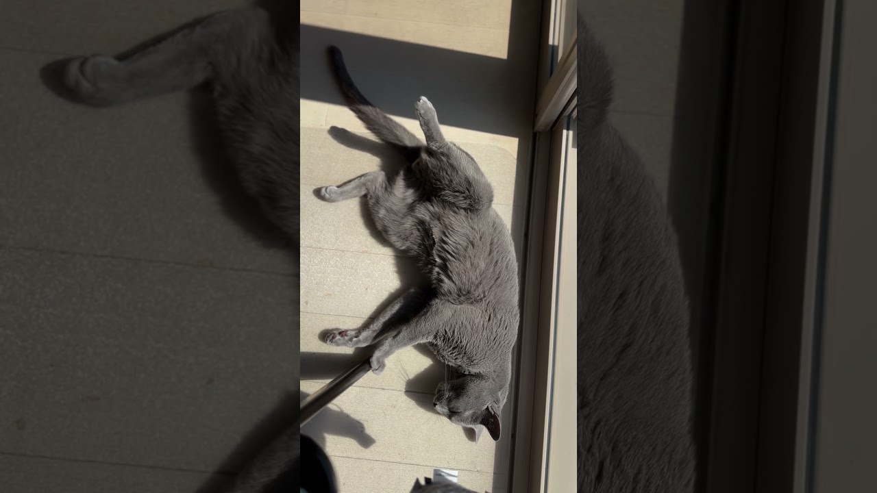 ウィルの毎日 457 日向パラダイス。 #ロシアンブルー #RussianBlue