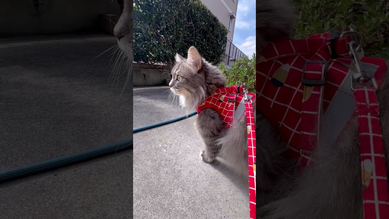 #おさんぽ猫ラムネ#パトロール猫#サイベリアン#芝生を食べる猫#インドア猫くるみ#ラムくるみチャンネル