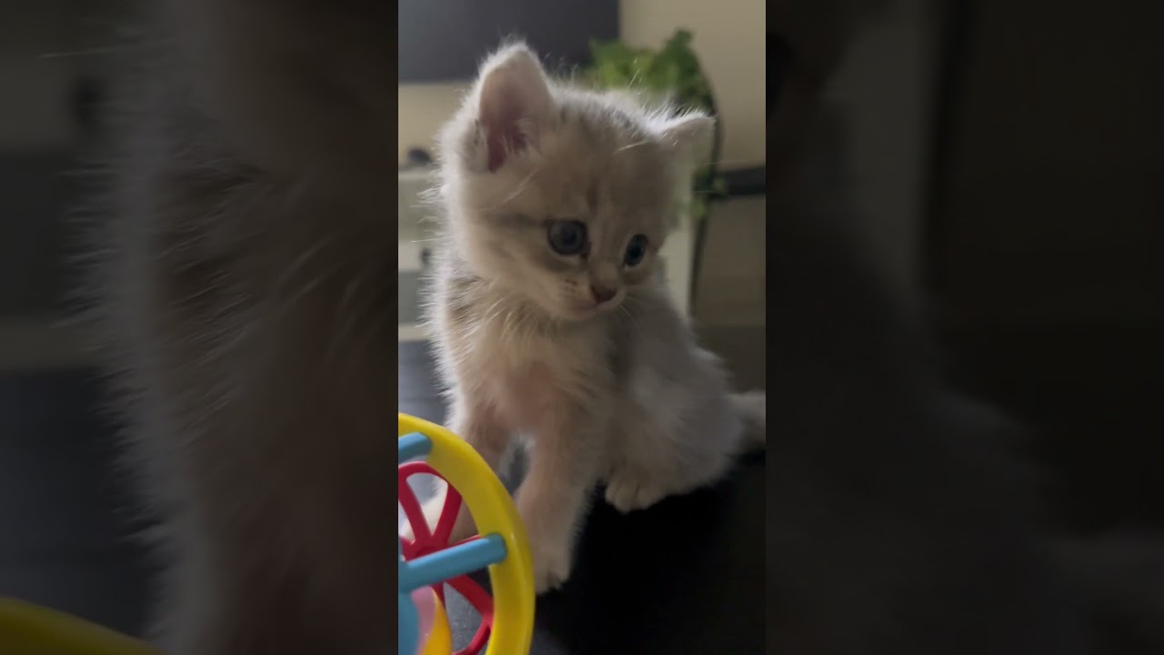 My little angel 🥰#shortvideo #viralvideo #shorts