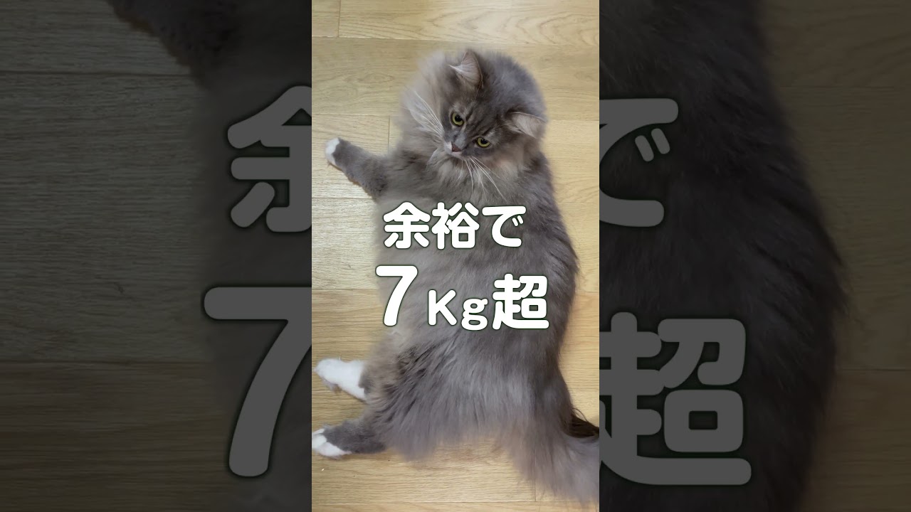 大きな猫 サイベリアンの成長　0歳から3歳　 #siberian #サイベリアン #siberiancat #cat #かわいい #сибирскаякошка #猫好きさんと繋がりたい
