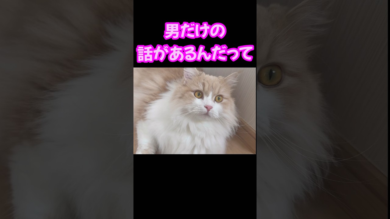 仲間はずれにされる猫　もふもふサイベリアン