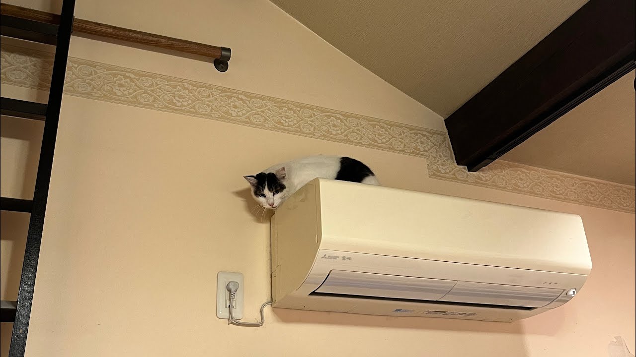 超絶警戒心の高かった野良猫を保護する決定的瞬間‼️⚡️🐱ラガマフィンの葵ちゃん