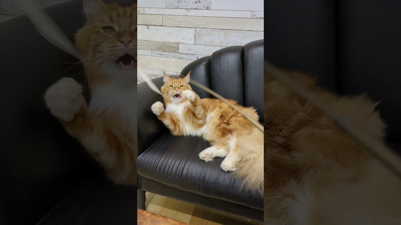 ルカ君、猫ジャラシで遊ぶ!ルカ君、落ちる！ #猫  #メインクーン  #cat