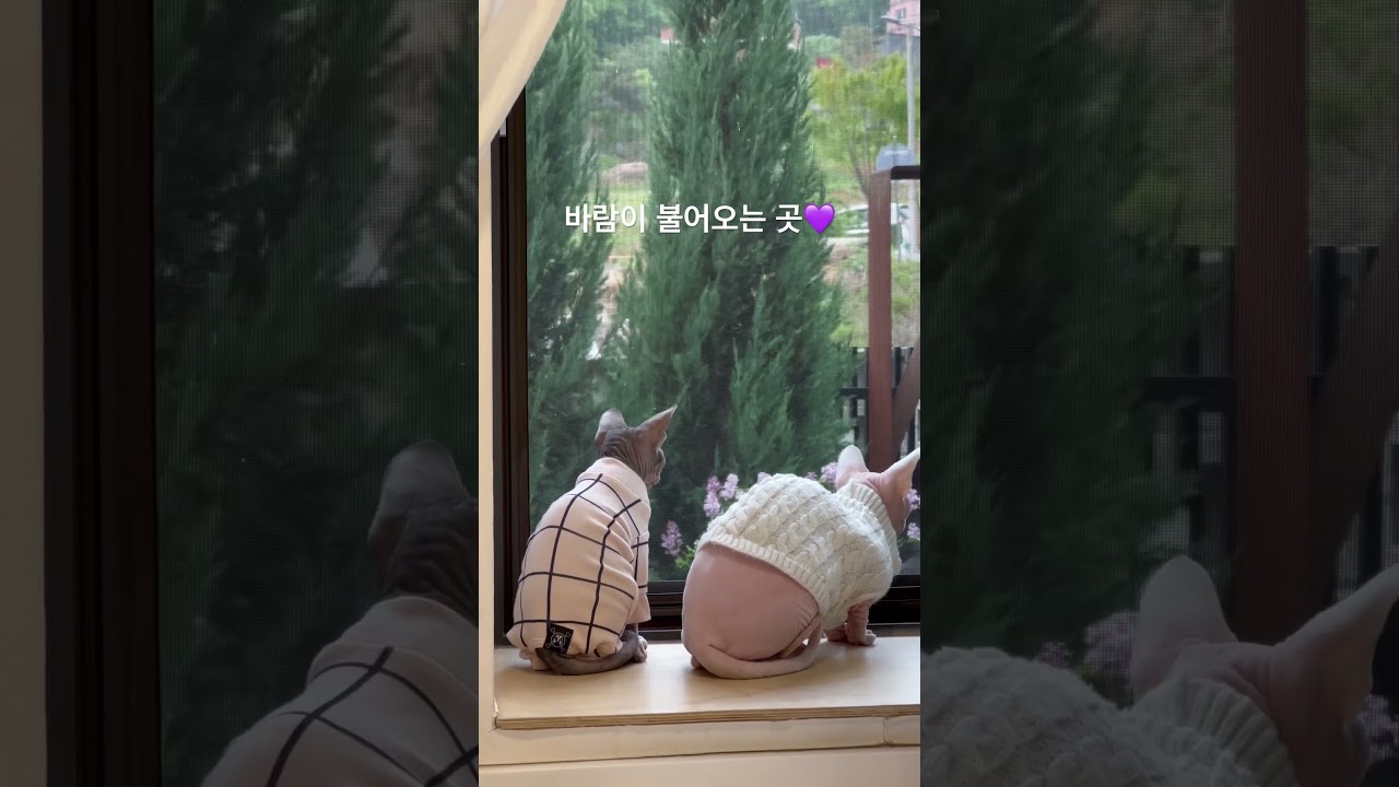 바람이 불어오는 곳  고개가 바쁜냥이들#cat #kitten #sphynx #sphynxcat #고양이 #스핑크스 #귀여운고양이