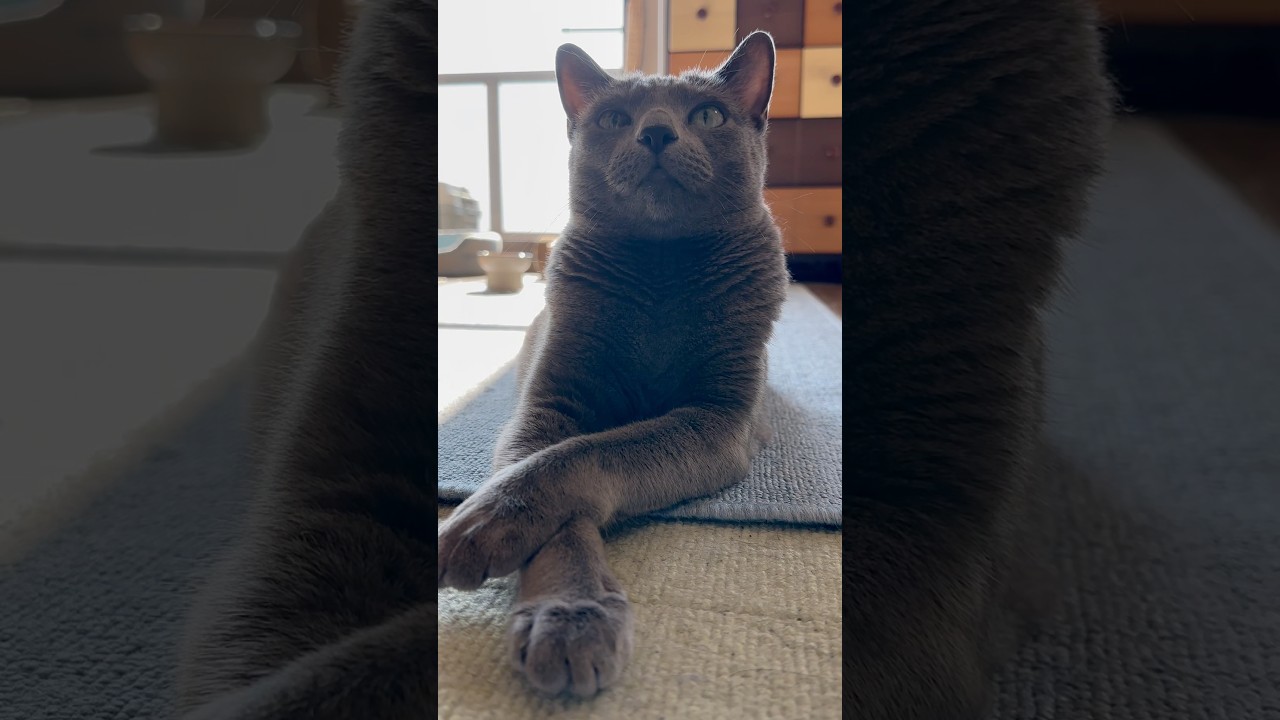 【ロシアンブルー】めろん〜表と裏のまったりゴロン🤭【猫】#shorts