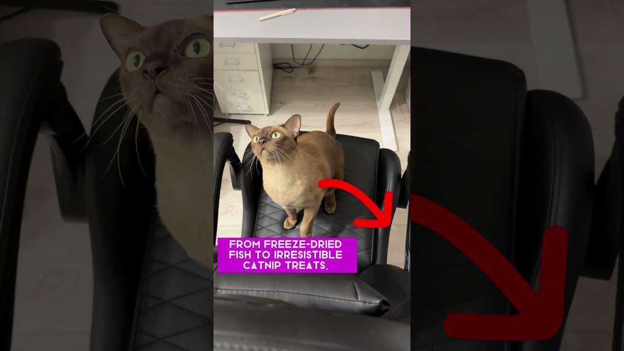 Most viral video with Burmese cat in the world. #cat #viral #fyp