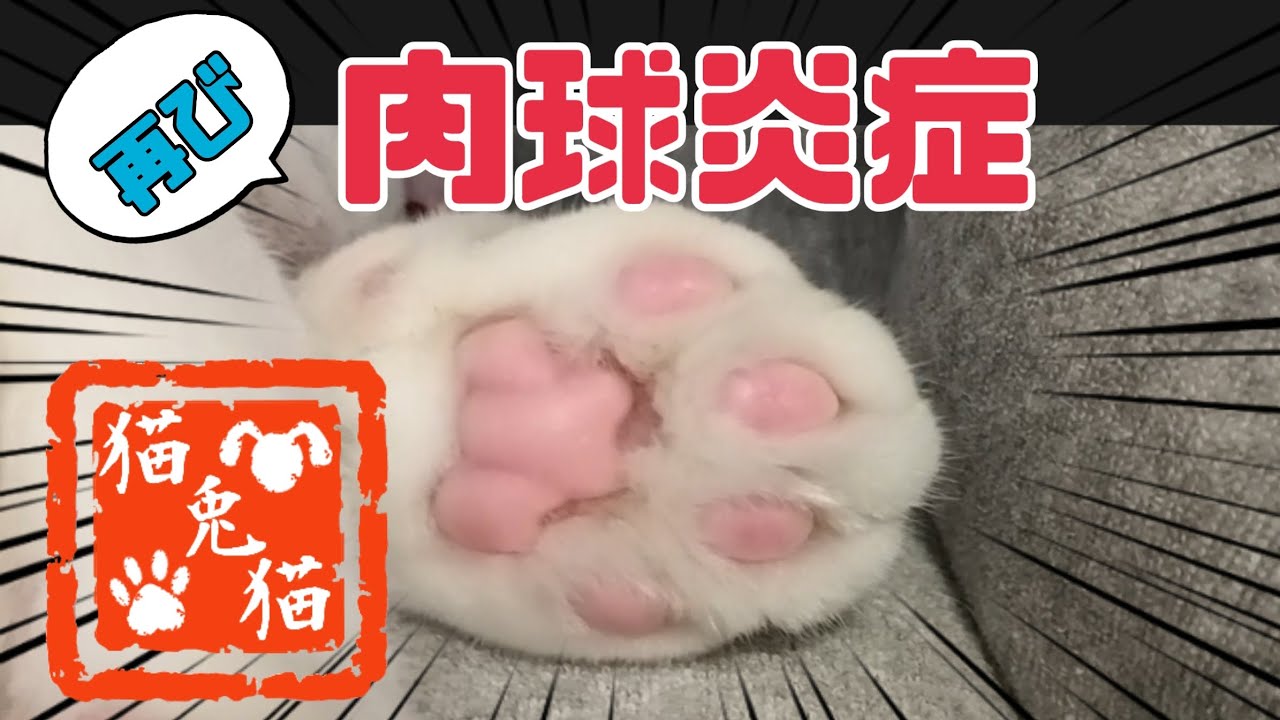 【🐾猫の病気】肉球炎症…再び〜［cat disease] Paw inflammation...again〜 #にゃんとにゃん #肉球炎症 #保護猫 #スノーシュー猫 #シャムミックス #怒らない猫