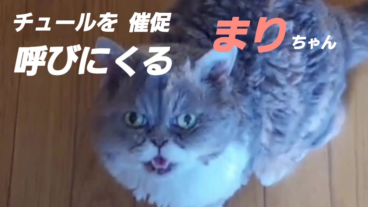 「チュールが足りないと激おこで…呼びに来る…🤭」まりちゃん😻