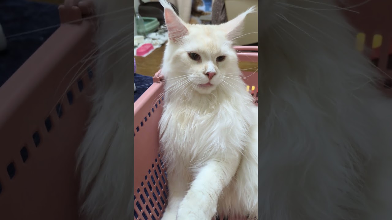 ルカ君、仕方無しの、ハイタッチ！　#猫  #cat  #メインクーン