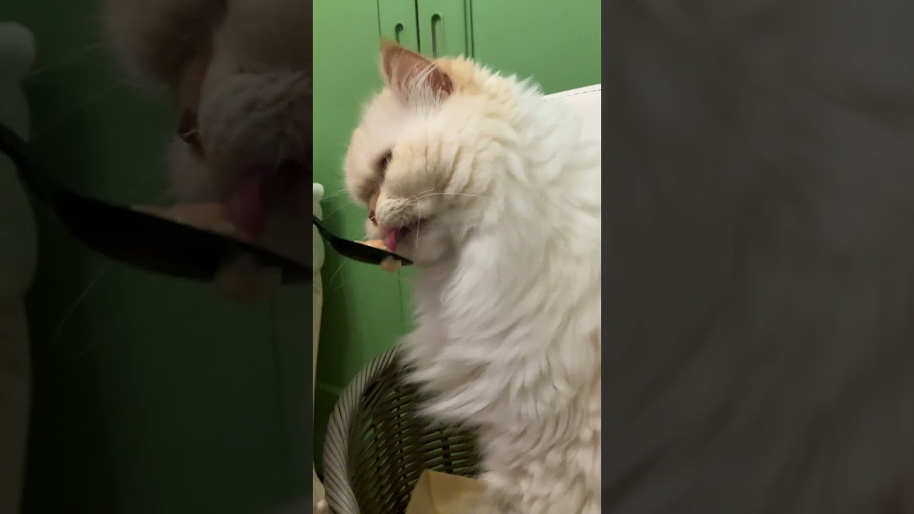 ♥チーノの日常「🐱これこれ！チャオチュー」（猫＝ホワイトヒマラヤン＝13歳）＃Shorts　キッチンにいたら「おやつください…チャオチュールがいいです…」と 遠慮しながら言ってきました。#cat