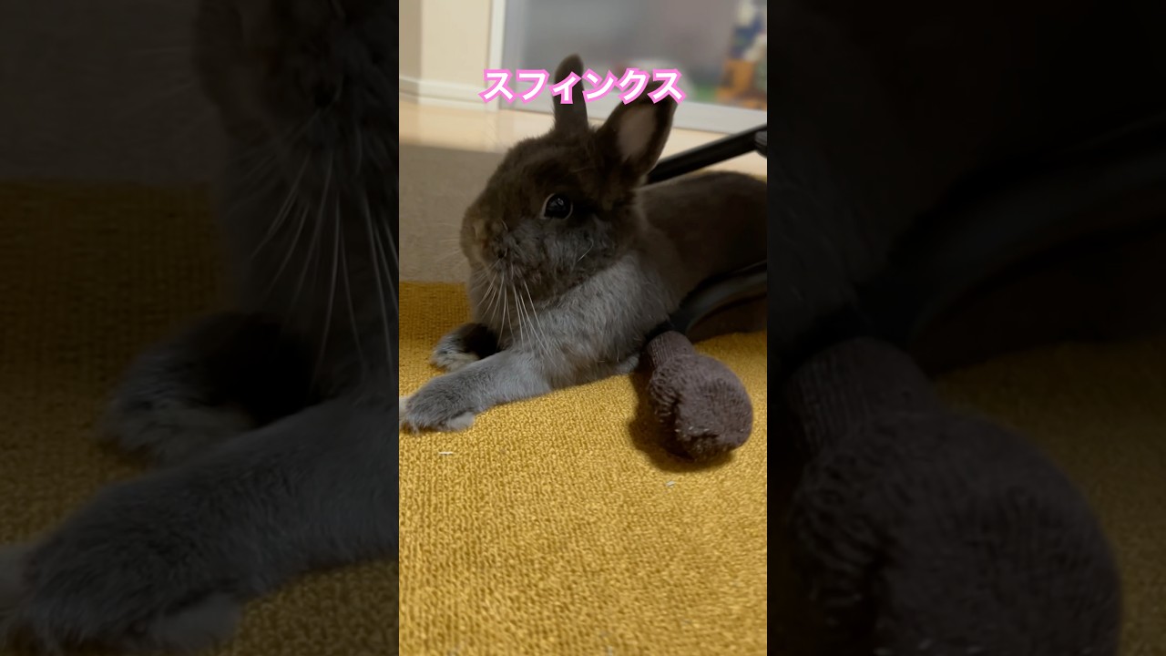 スフィンクスになるうさぎ #うさぎ #ネザーランドドワーフ #rabbit