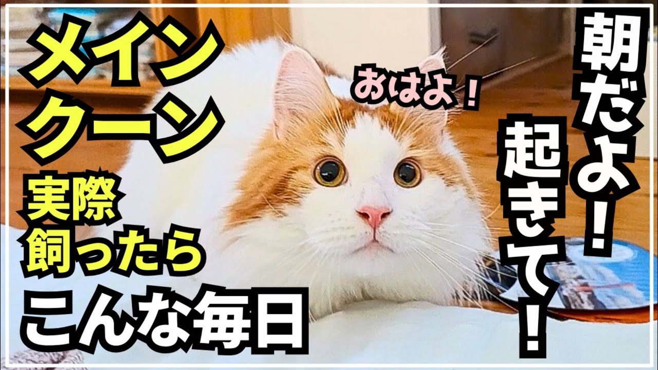 メインクーンの可愛さが分かる朝の日常【大型猫メインクーン】