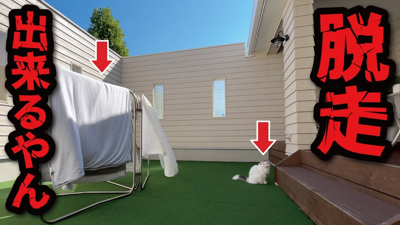 【悲報】せっかく建てた家から脱走しようとする猫【関西弁でしゃべる猫】【猫アテレコ】