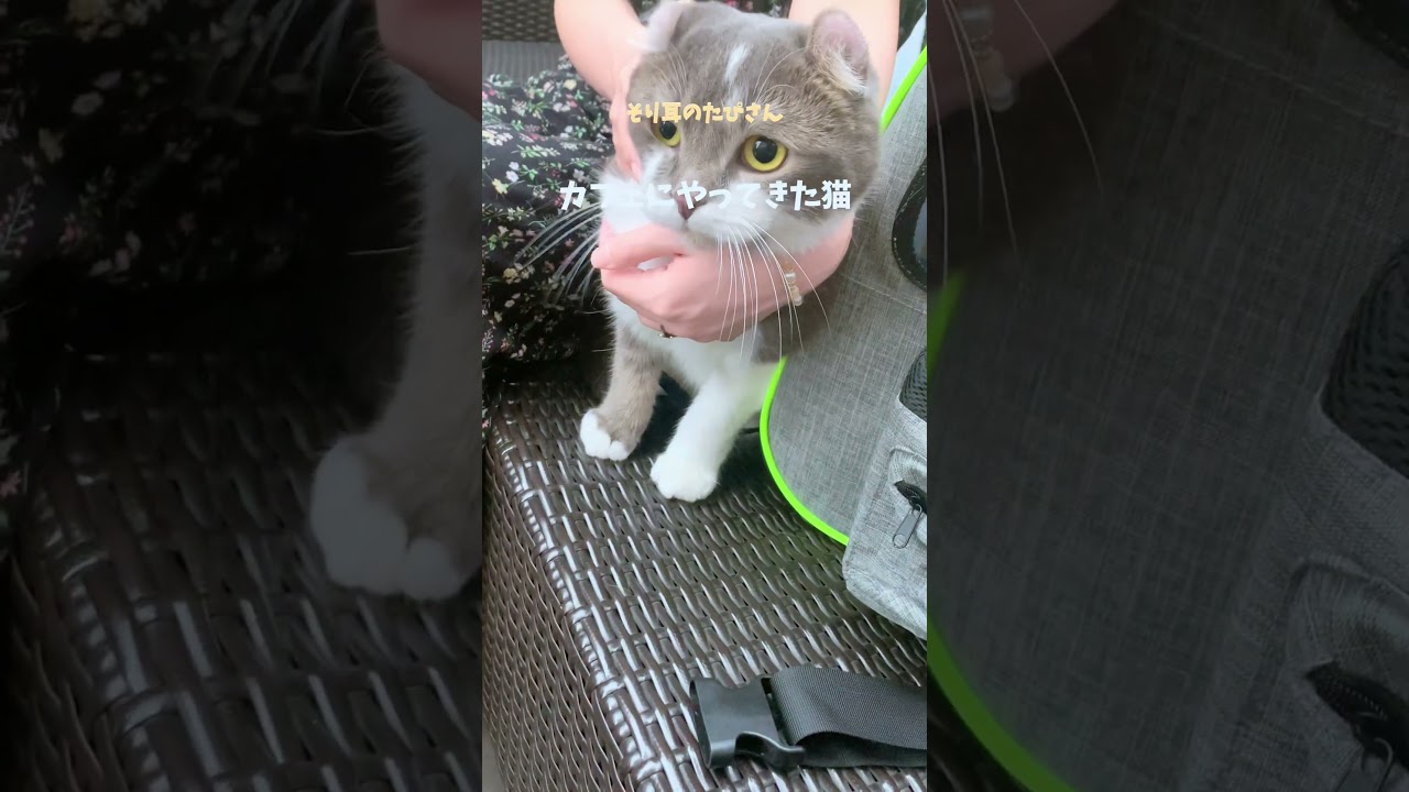 カフェに連れてこられたアメリカンカール