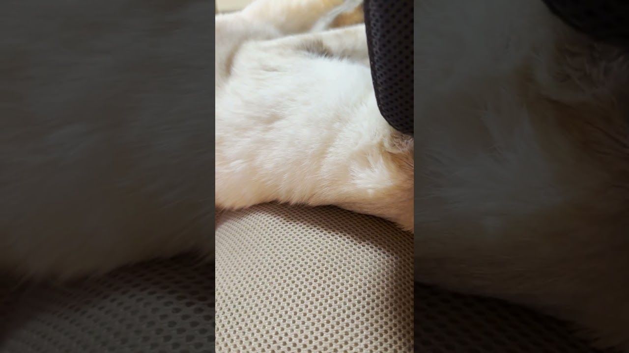 テンションアゲアゲのシャムとら #cat #シャムトラ #ねこ #可愛い猫