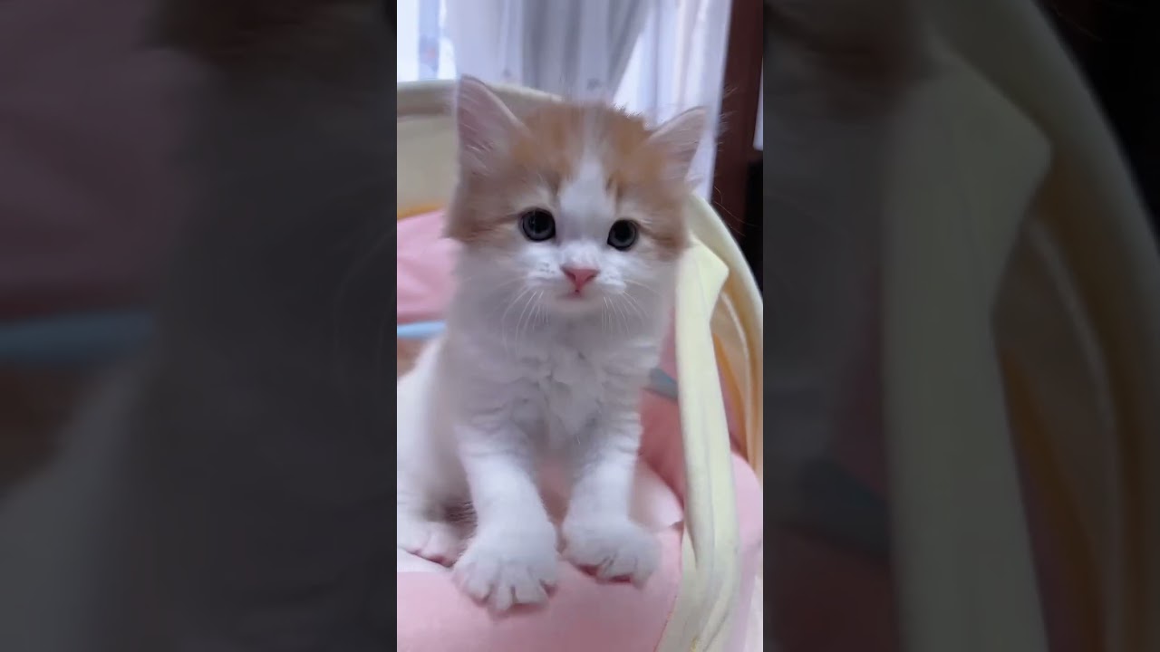 スコティッシュフォールド たれ目な可愛い子💕💕💕（毛色：レッド&ホワイト）