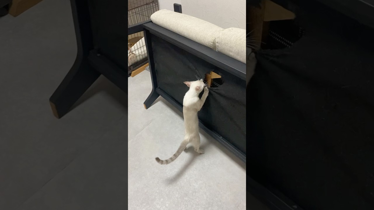 やってるぅ〜　#元保護猫　#シャムトラ　#シャムミックス　#cat #猫耳 #kitten #シャムmix  #子猫 #猫耳