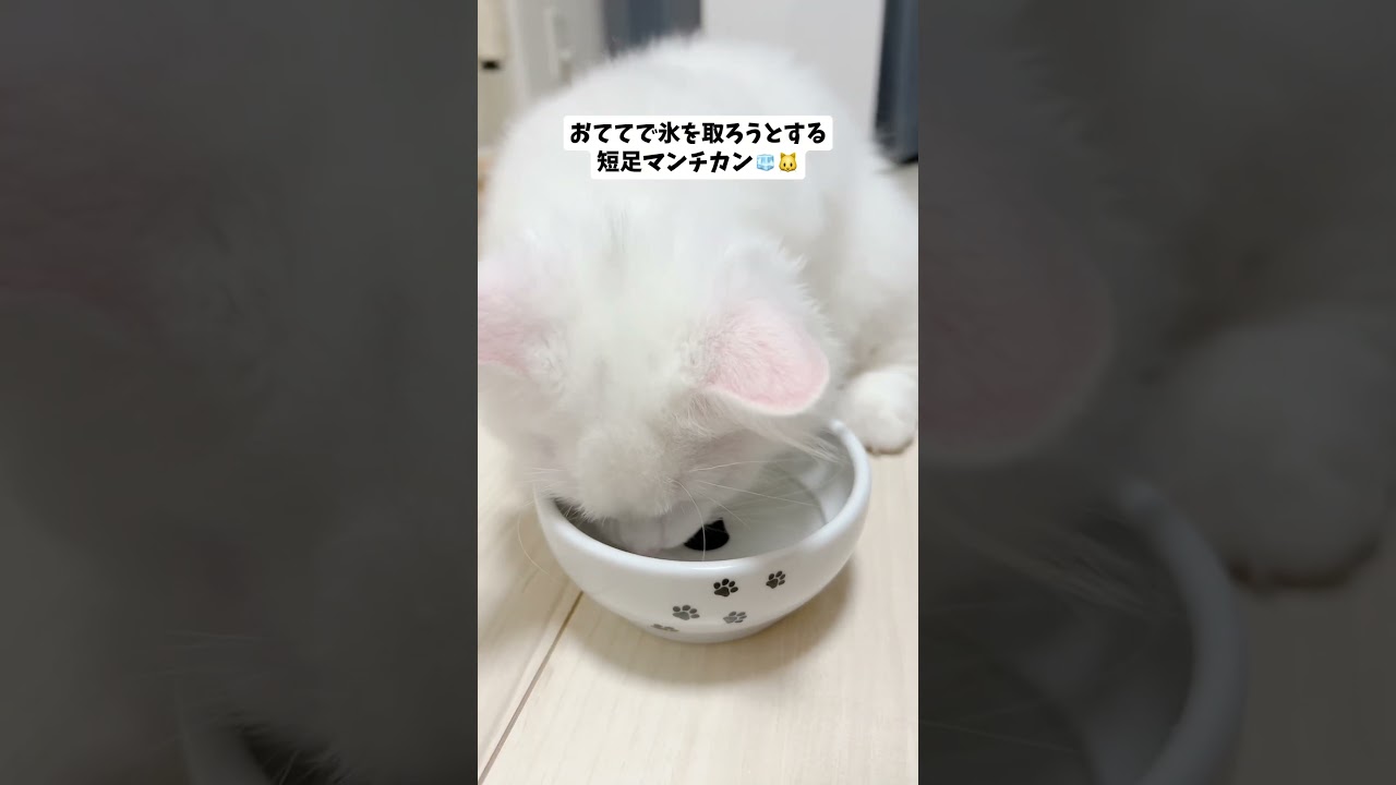 🔺短足マンチカンごはんくんの動画は上のリンクから🔺　#ねこ #猫 #子猫 #cat #cute #funny #fyp #shorts
