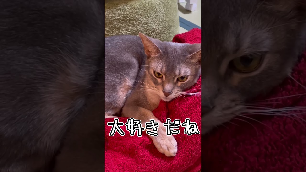 アビシニアンとは その20 #shorts #猫 #アビシニアン