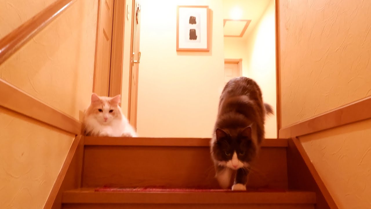 【日常♪】もふ猫たちのもふもふ、元気な日常✨ノルウェージャンフォレストキャットとターキッシュアンゴラ