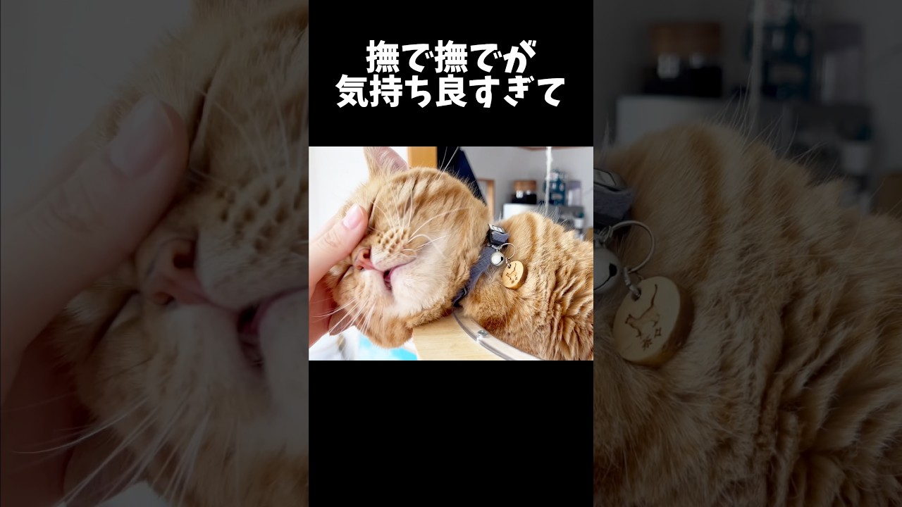 撫で撫でが気持ち良すぎた猫ちゃんがまさかの...！ #猫 #マンチカン #shorts