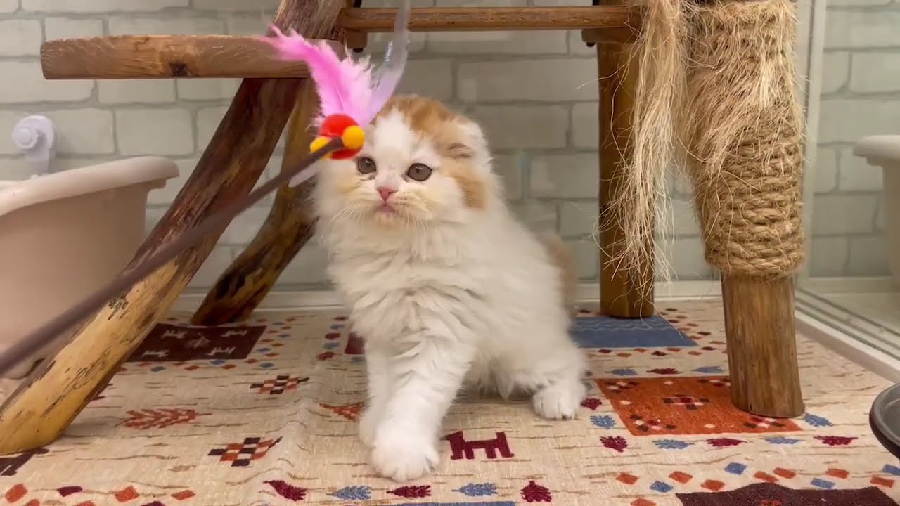 スコティッシュフォールド♂2024.8/18生まれ