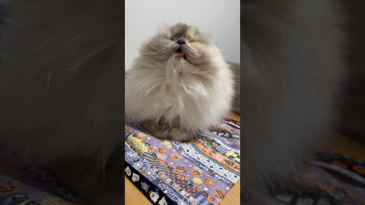 ハロウィンの準備🎃 #ヒマラヤン