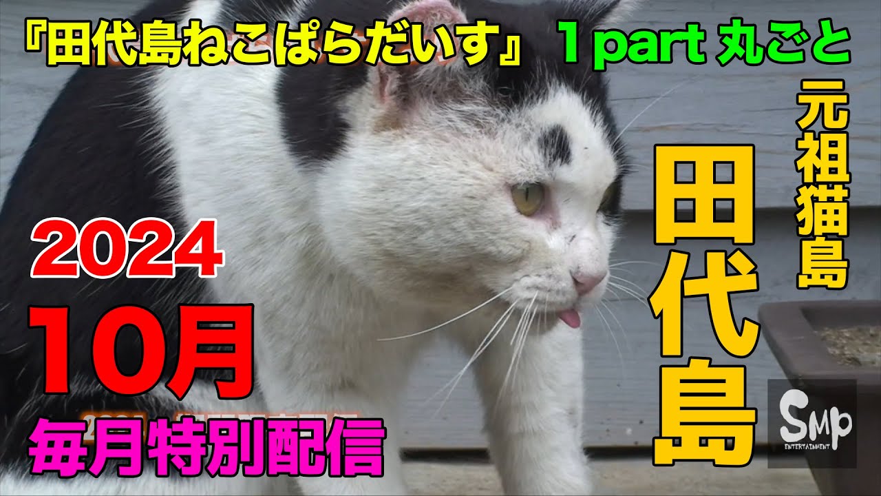 2024 期間限定配信『 田代島ねこぱらだいす２ 』より抜粋