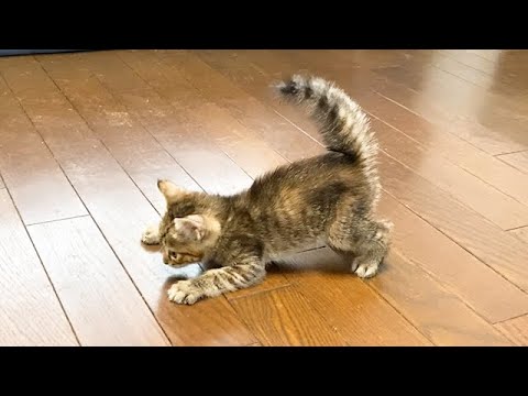 子猫を初めてリビングに出したら暴走した