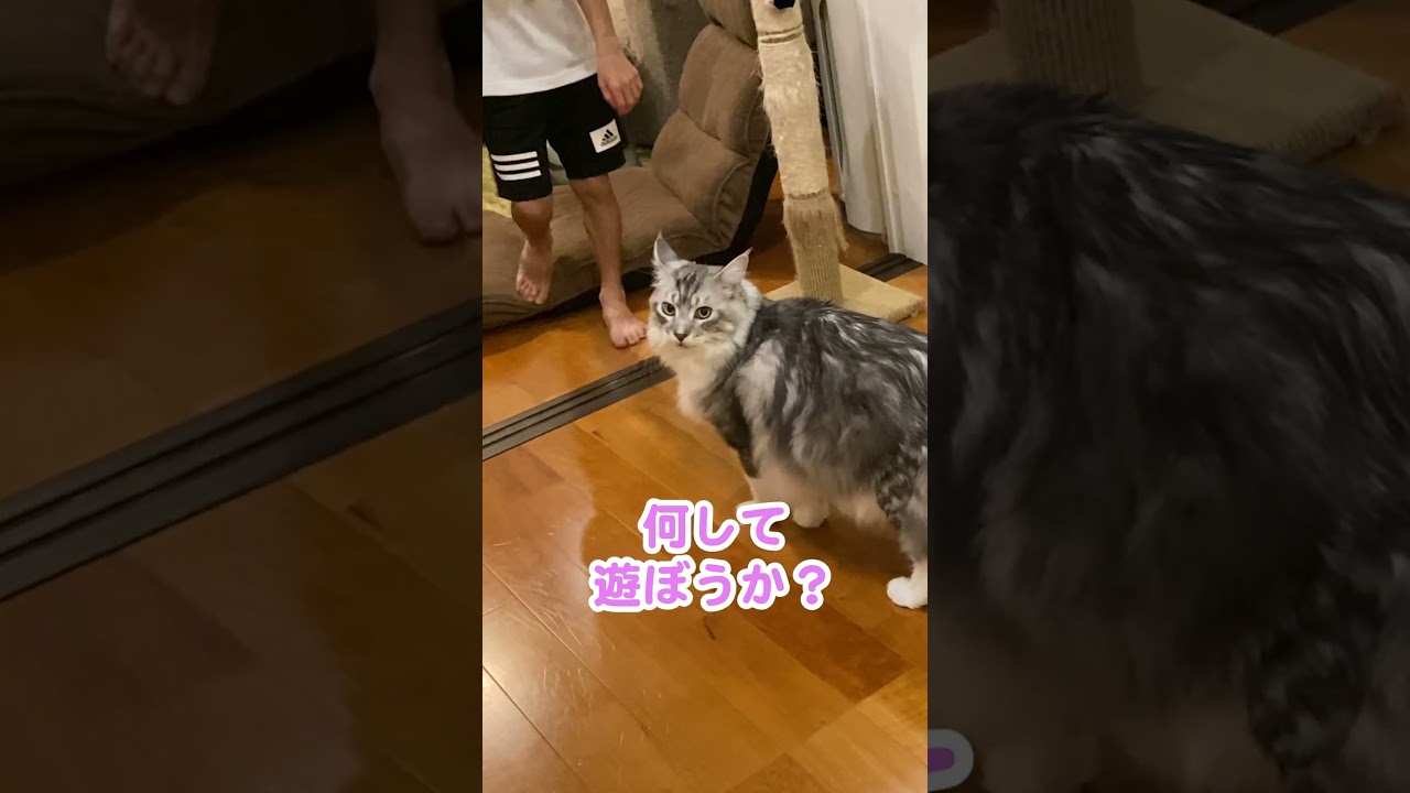 玄関で出迎える大型猫。長い留守番が退屈だったのか、少年が帰ってきて嬉しそう#メインクーン#shorts