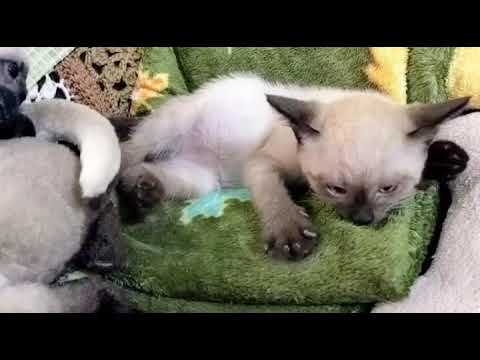 6/11本物のちょこど〜れだ#シャム猫 #子猫