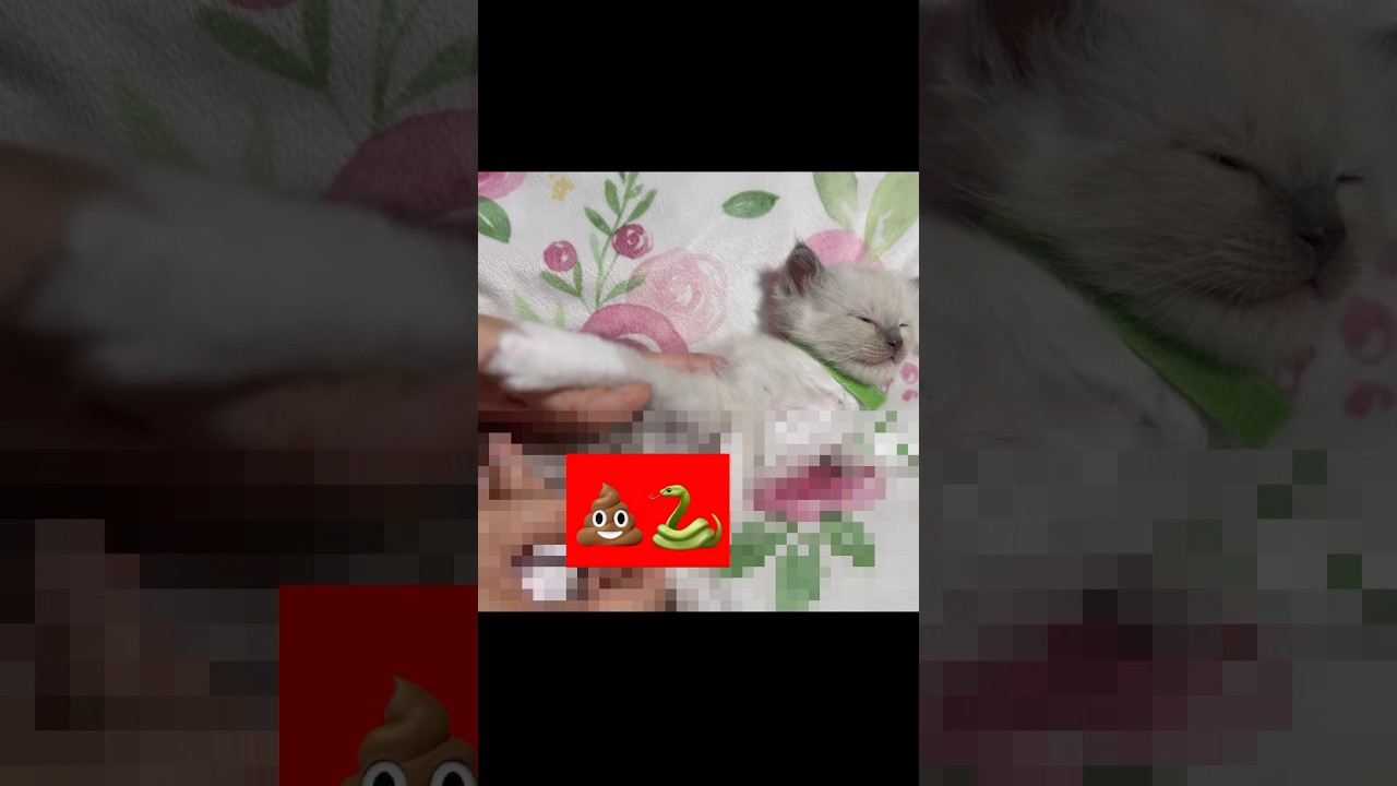 【猫ミーム】子猫の体から蛇が出てきた😱 #shorts #子猫 #猫ミーム