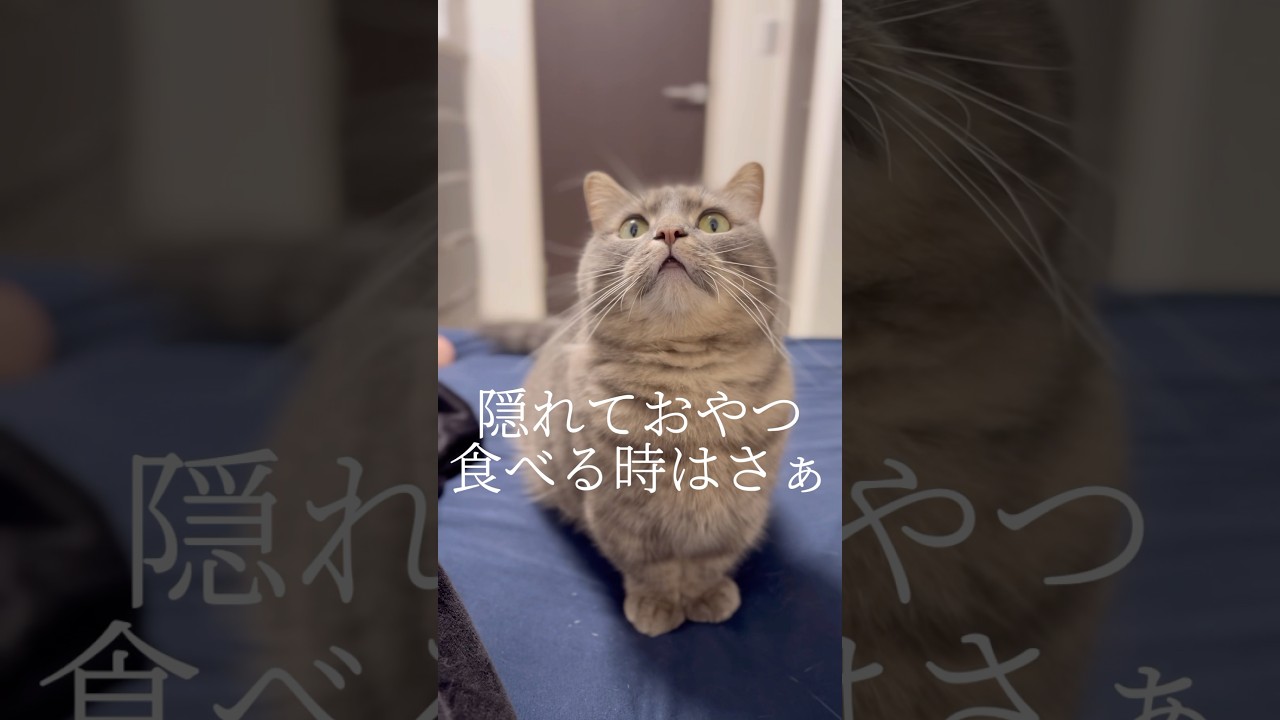 ママからバレないように早く食べる練習をする猫が可愛すぎた...#shorts #猫 #マンチカン