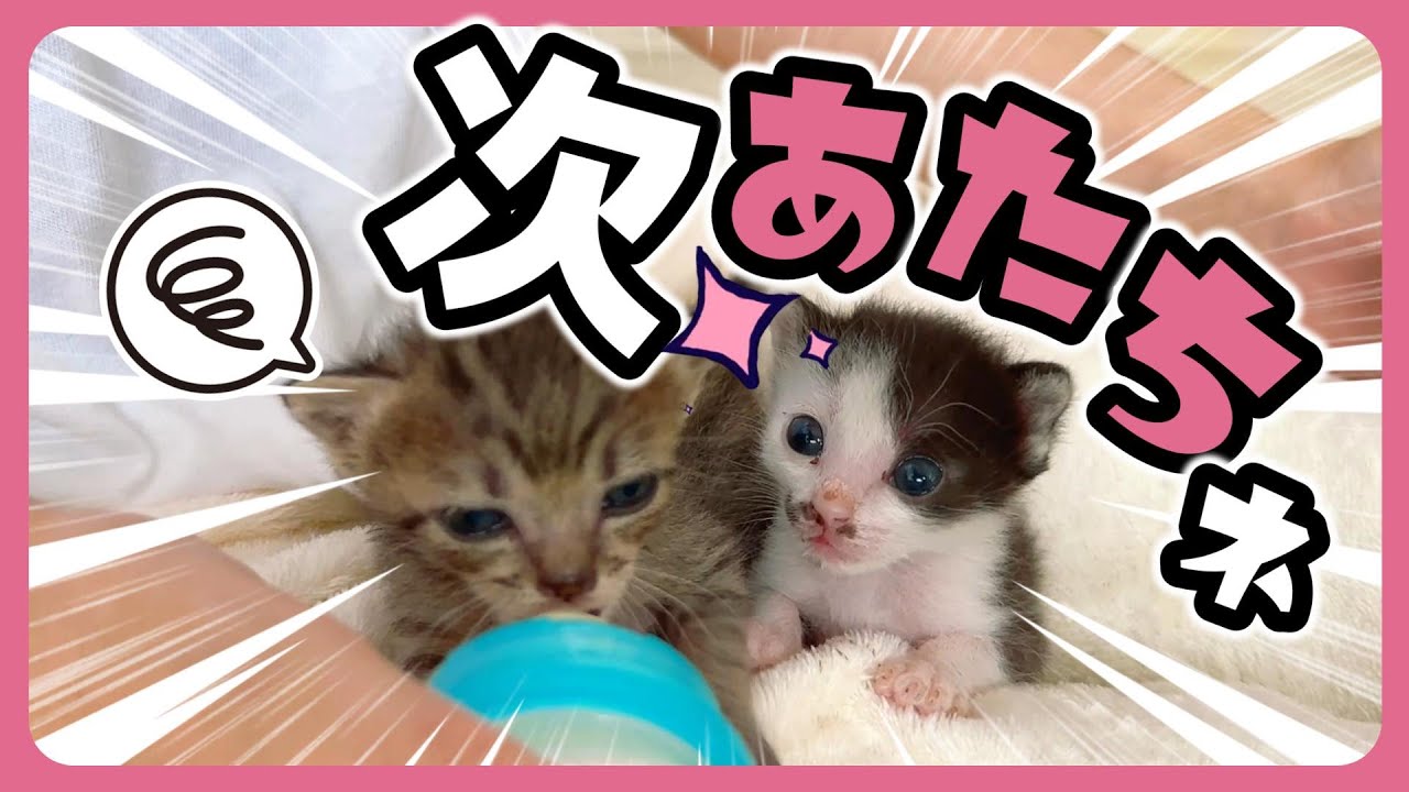 子猫はミルク「チュパ」ることが仕事です！競い合うことでさらに飲む【保護猫生活11日目】
