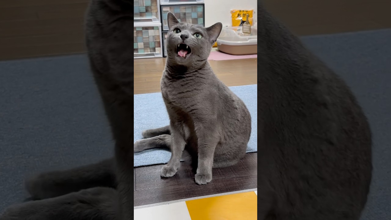 【ロシアンブルー】めろんのおねだり声いっぱい🤗【猫】#shorts