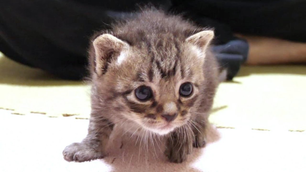 お尻から落っこちてビックリしちゃった子猫【赤ちゃん猫　保護猫】