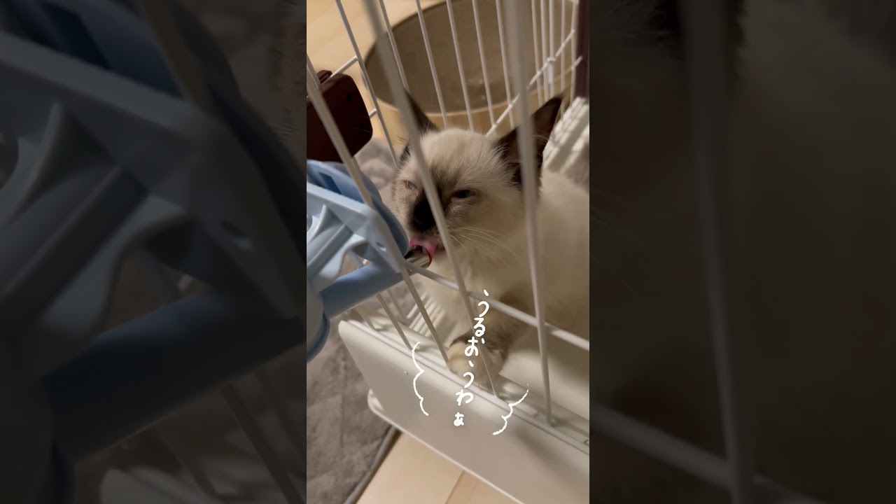 うるおうAzul #ラグドール #cat #kitten #猫のいる暮らし