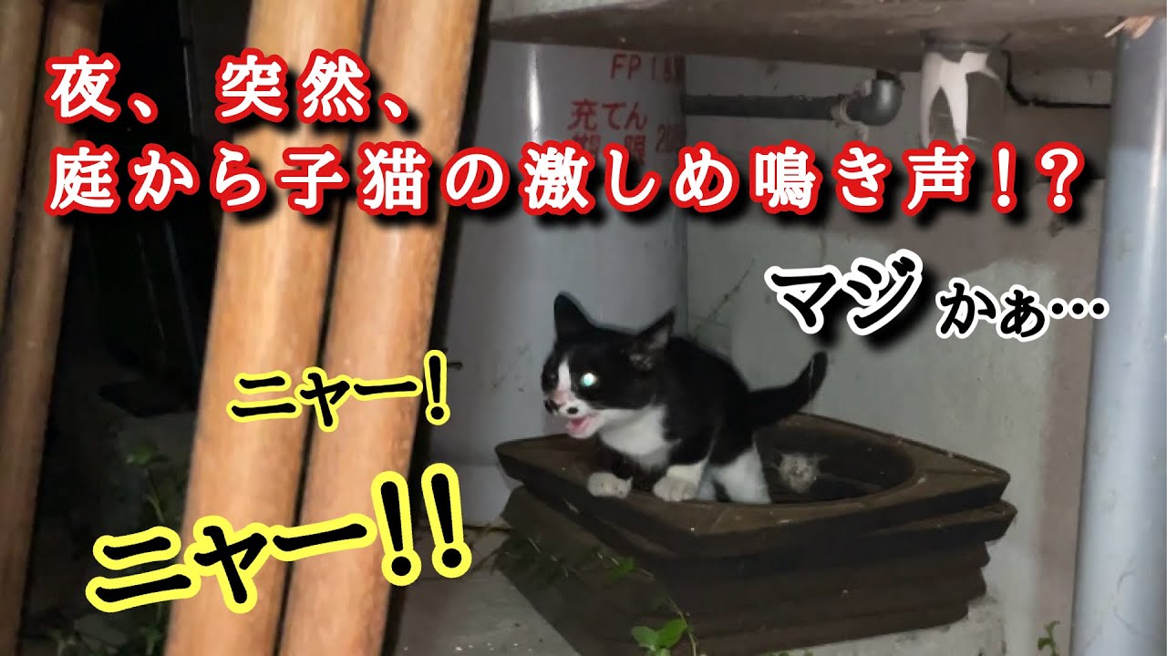 子猫を捕獲して感じた幸福感。翌朝の弁当作りで頭がいっぱいなのに子猫を保護。そしたら何故か幸せな気持ちでいっぱいになった。