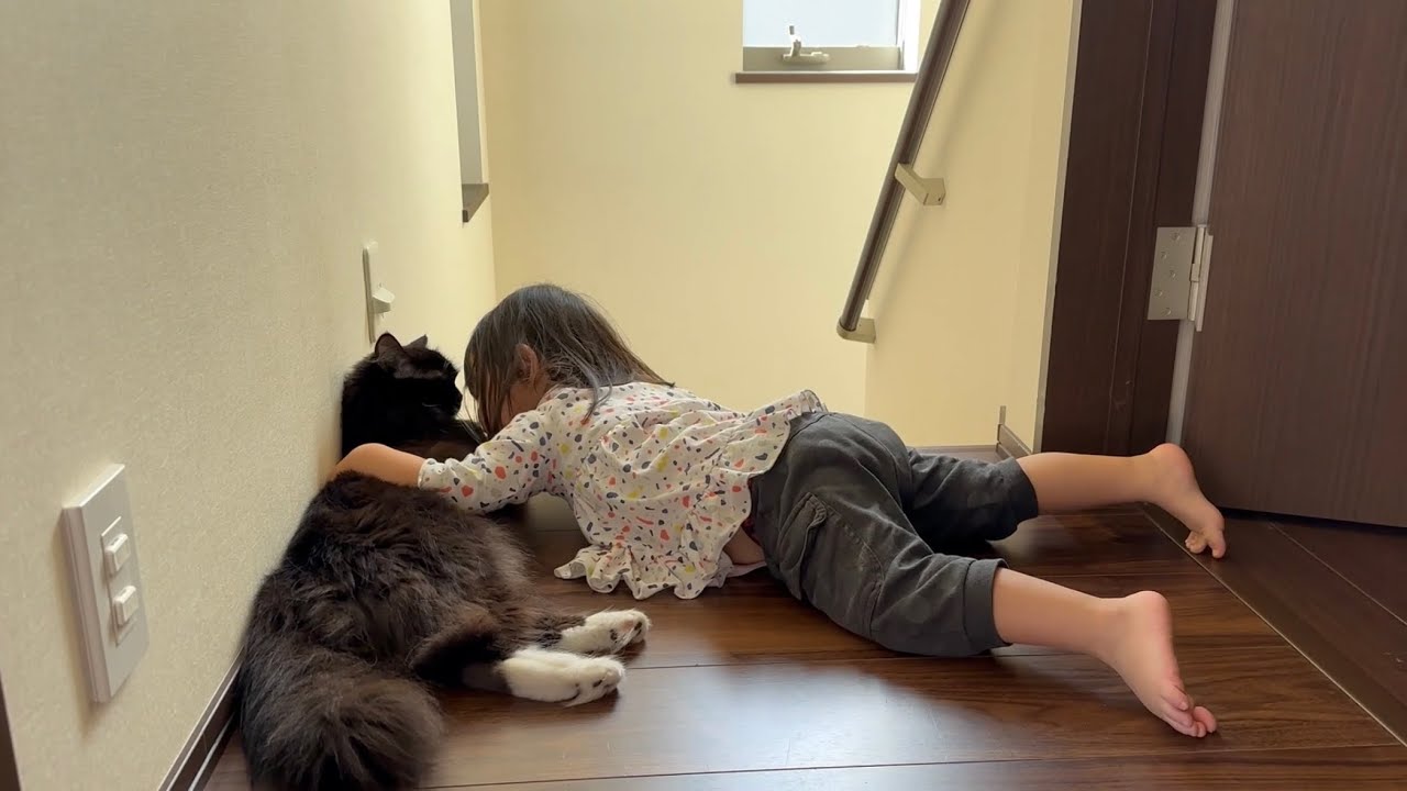 寝る時はベタベタ甘えたい猫　ラガマフィンCats like to be pampered when they sleep. Ragamuffin.