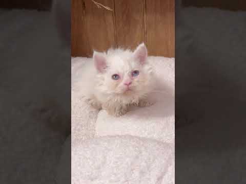 セルカークレックス 珍しいオッドアイ💚🩵長巻毛