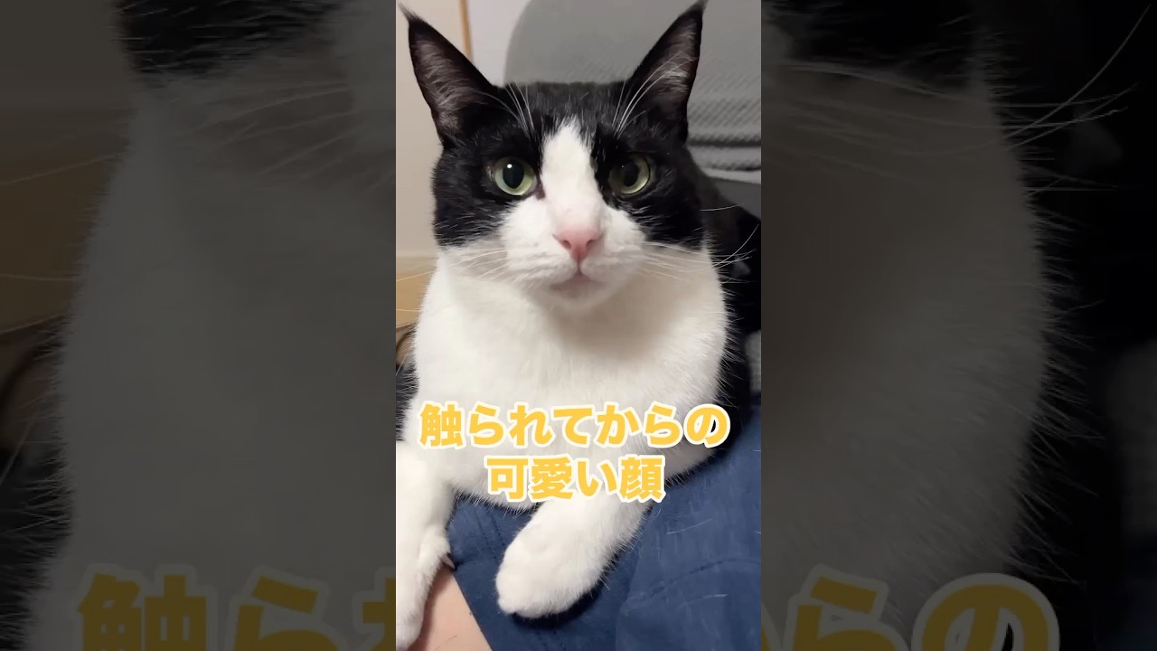 触った後に可愛い顔で見つめられたよ。 #cat #猫の日常 #猫のいる暮らし #ハチワレ兄弟猫