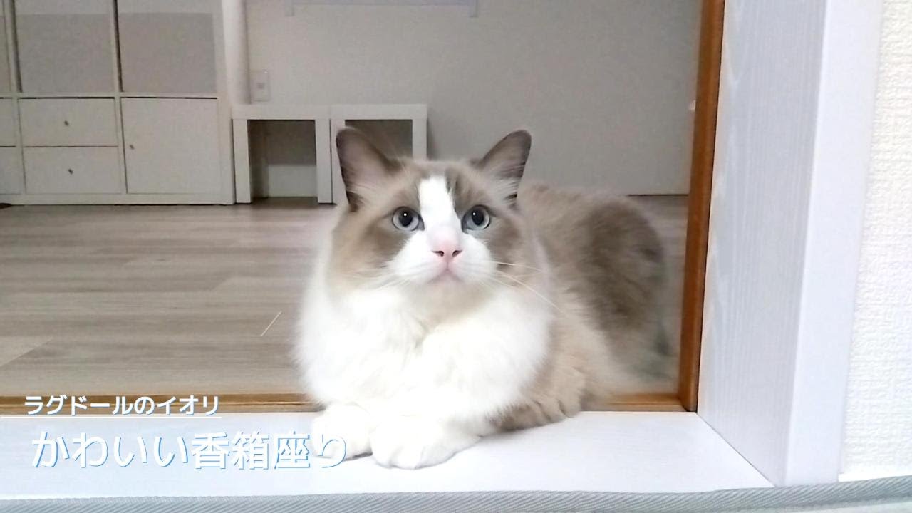 【ラグドール】かわいい香箱座り