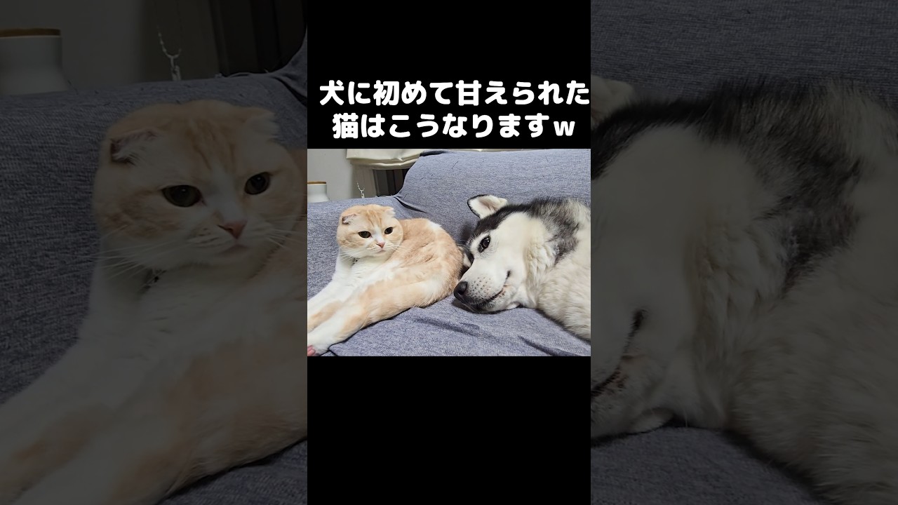 犬に初めて甘えられた猫はこうなります...笑#husky