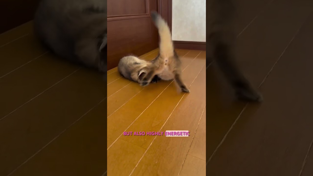 Somali cat fox like cat breed #shortsvideo #catfactoid #cat
